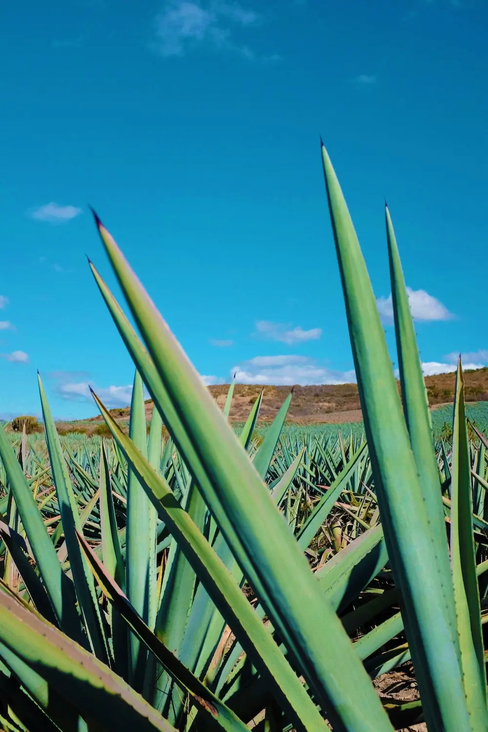 Thiago Tequila Flavoured Agave